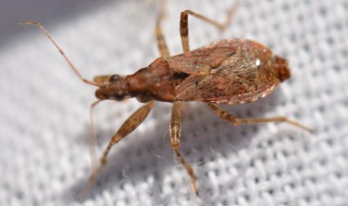 Réf. 314 587 : Himacerus mirmicoides
